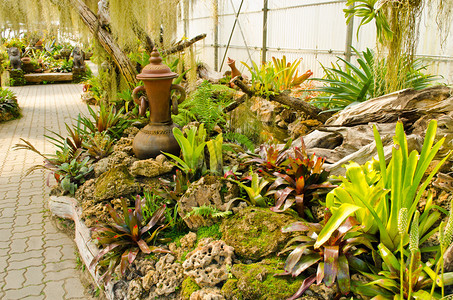 室内花园的装饰泰国图片