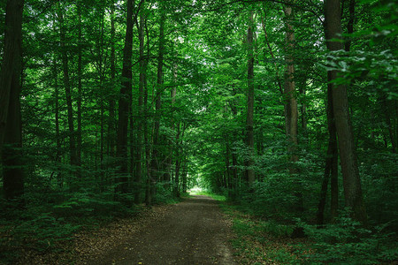 德国沃茨堡绿暗森林中绿色黑背景图片