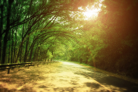 阳光下的绿树隧道图片