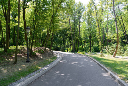 阳光下有树丛的公园柏油路风景图片