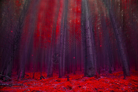 红魔法童话森林图片