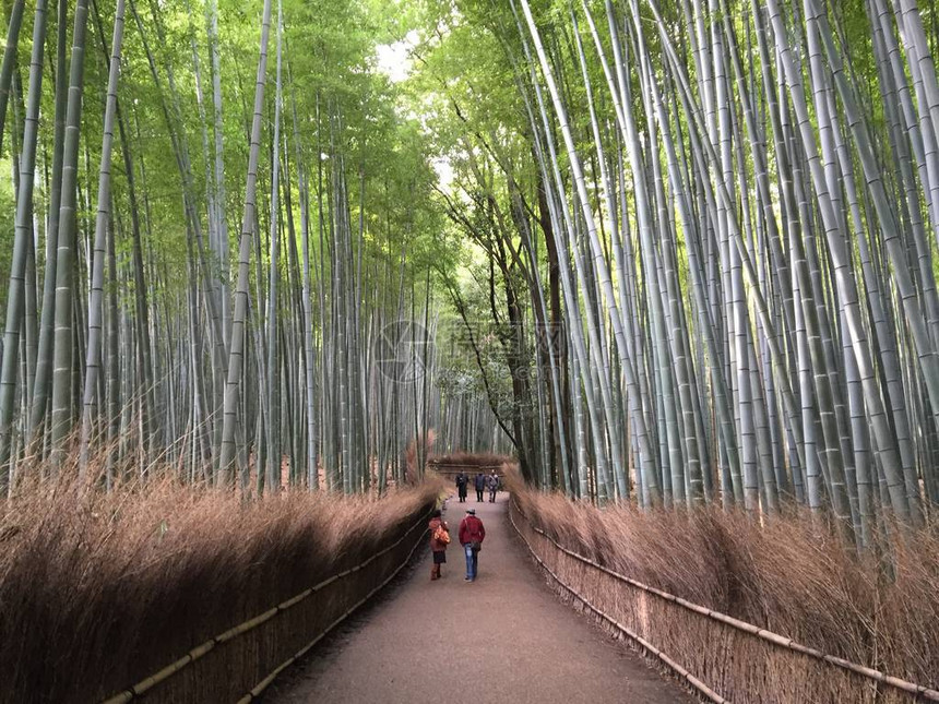 日本京都岚山竹林街京都嵯峨野绿竹林世界上最美丽的树林之一热带雨林中的竹枝作为美图片