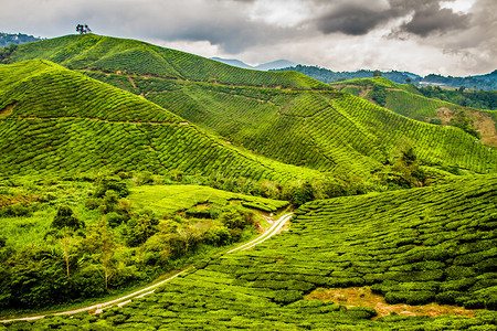 绿色茶叶种植园的美丽前景马来西图片