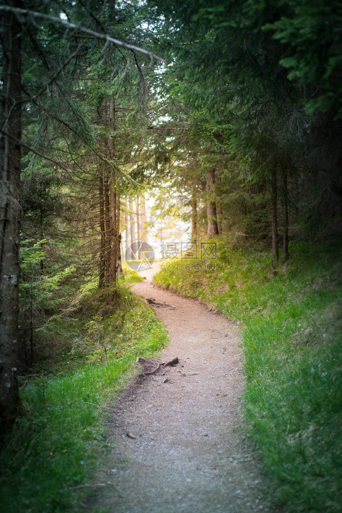 道路通往森林隧道尽头图片
