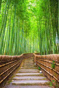念弘寺日本京都竹林中背景