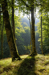 森林景观图片