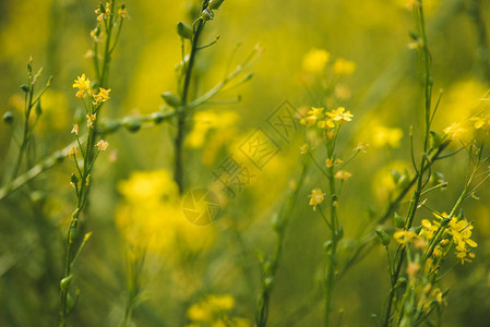 夏日草地上盛开的黄色花朵图片