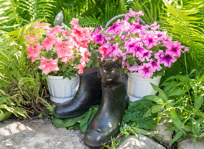 奇怪的惊吓的黑小猫坐在橡胶靴子里在鲜花图片