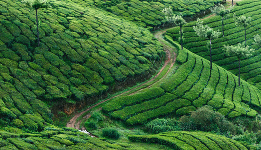 印度喀拉邦Munnar的绿色茶图片