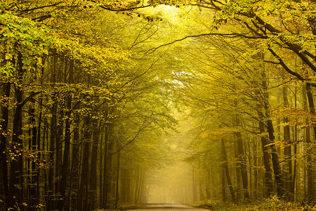 秋天森林迷雾中的道路图片