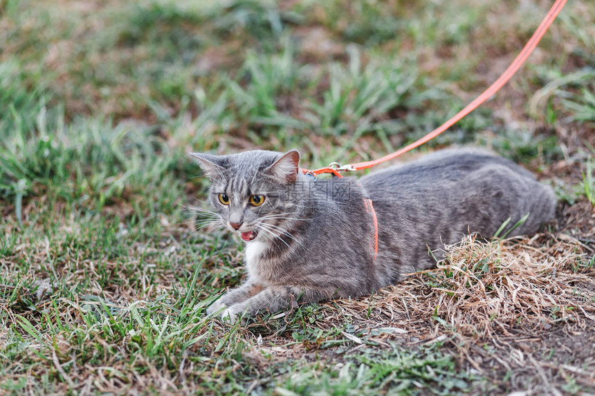 皮带上的猫走在房子图片