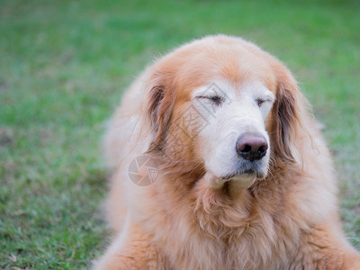 胖老的雌金毛猎犬坐在花园的草地上图片