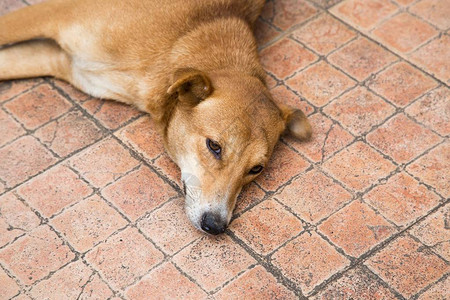 棕色街狗在斯里兰卡图片