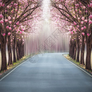 粉红色花朵树的浪漫隧道图片