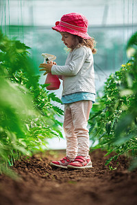 快乐的小女孩园丁在温室图片