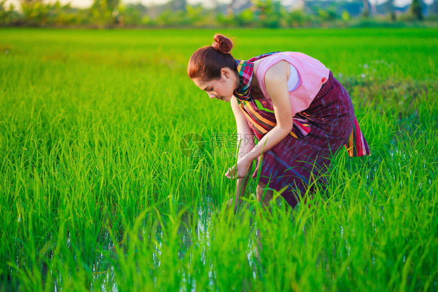 在泰国稻田工作的农民妇女从事水稻图片