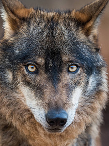 用美丽的眼睛画出可爱的白狼肖像CanisLupussig图片