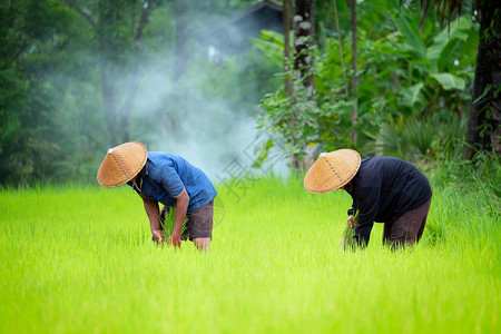 农民在雨季种植大米图片