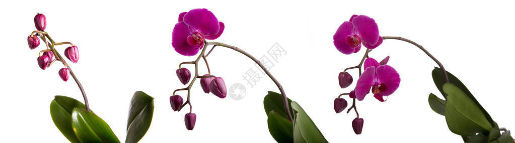 三朵盛开的紫色花兰图片