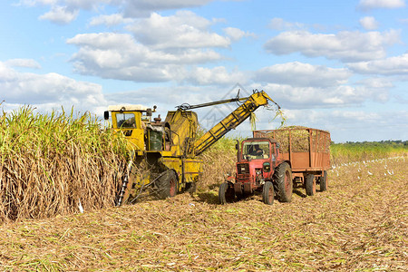 古巴瓜亚巴莱斯的甘蔗田正在采伐过图片