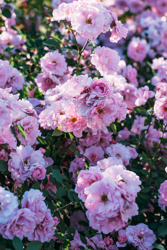 粉红色玫瑰花的近景图片
