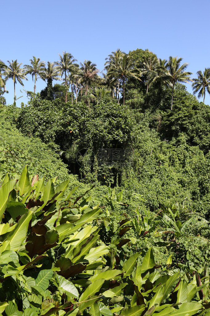 丛林瓦努阿图图片
