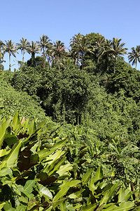 丛林瓦努阿图图片