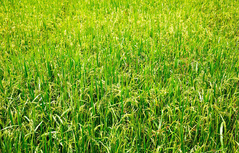 斯里兰卡的稻田锡兰稻田亚洲食品图片