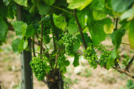 德国沃茨堡葡萄园的绿色葡萄有选择地重高清图片