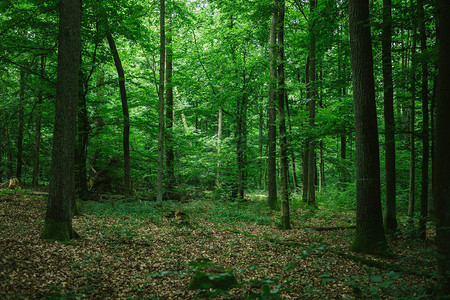 德国夏天美丽的绿色森林图片