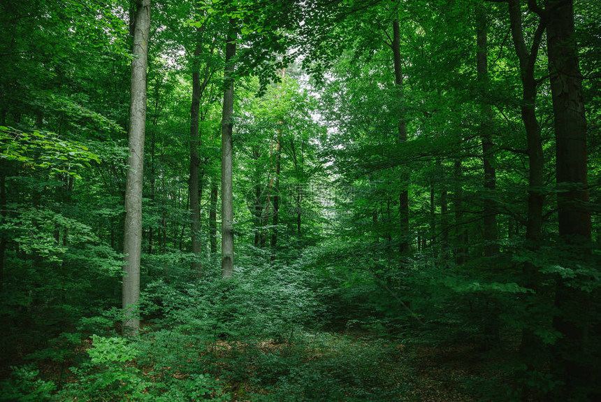 德国维尔茨堡森林中美丽的绿叶树图片