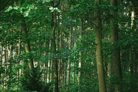 德国汉堡森林中绿色美丽树木的景色风图片