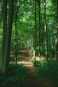 德国汉堡美丽绿林中的树木和树林以及道图片