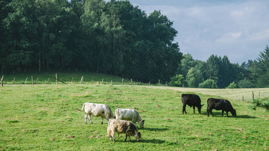 德国汉堡绿草地上放牧牛图片