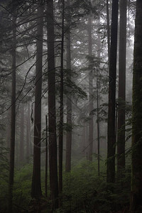 雾中阴暗的森林图片