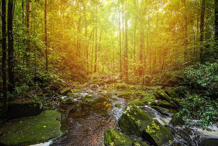溪流自然绿色植物树雨林热带丛林小河与山石流晨景绿色森林背景图片