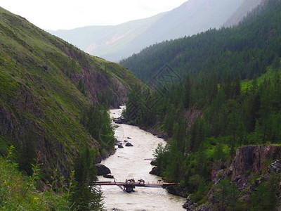 俄罗斯Altai山的绿林和清洁溪流图片