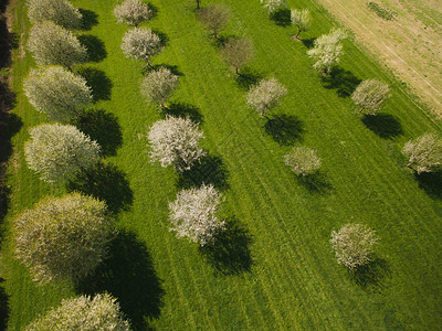 德国花园中果树的绿色风景空图片