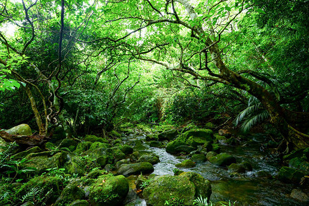 西表岛的丛林图片