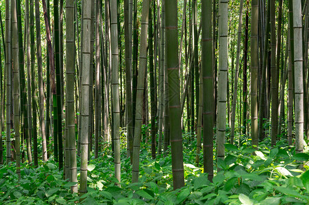 夏季拍摄的韩国潭阳竹林背景图片