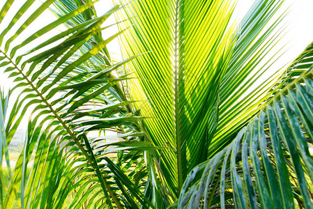 椰子棕榈树的叶子图片
