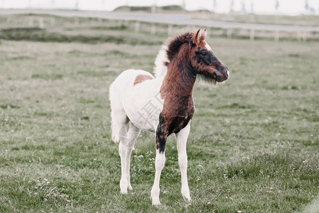 可爱的小马驹站在冰岛的绿色牧场上图片