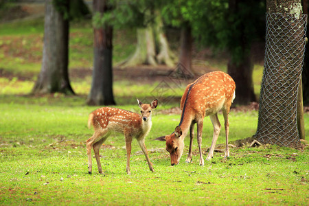 日本奈良公园的鹿图片