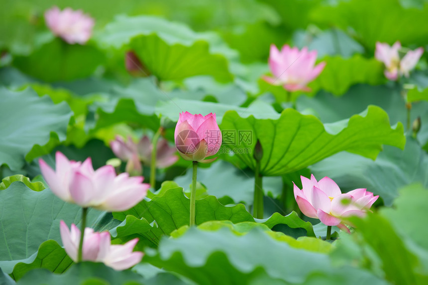 盛开的莲花图片