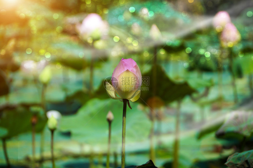 泰国罗莲花Nelumbonu图片