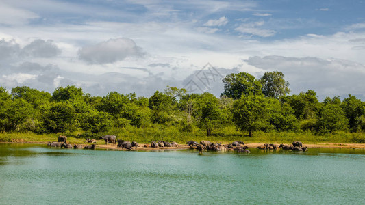 Udawalawe公园图片