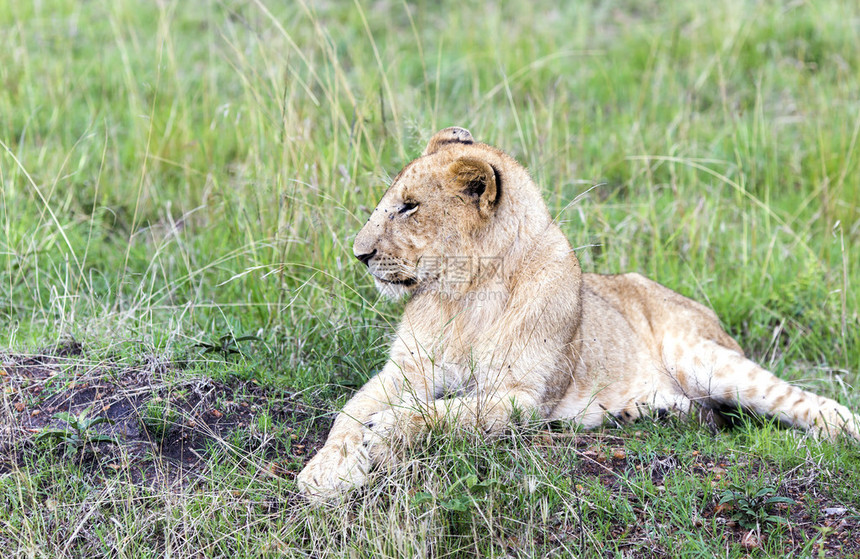 在坦桑尼亚塔兰吉雷公园的草原上草地上躺着可爱图片