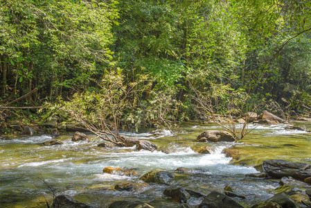 森林中的溪流自然溪流图片