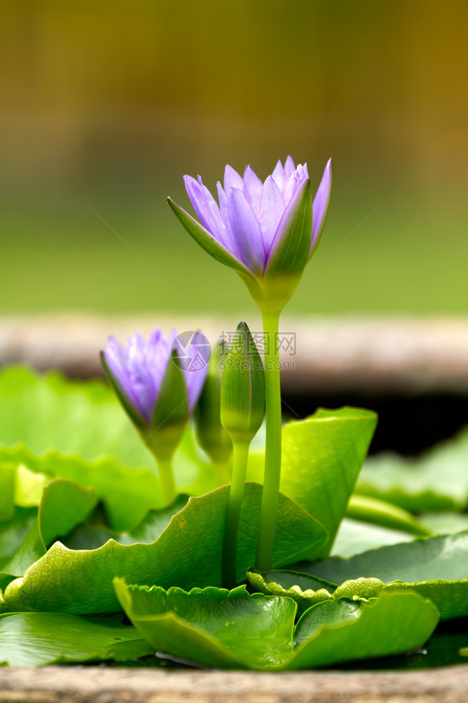 盆中紫花睡莲绿叶图片