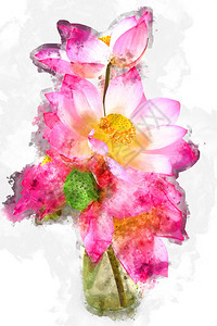 白色背景莲花插的水彩图像背景图片